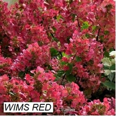 Гортензия метельчатая Wims Red